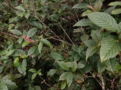 Arachnothryx capitellata