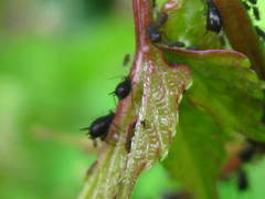 Aphis illinoisensis