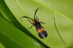 Lycaneptia nigrobasalis