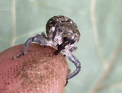 Eutyrhinus meditabundus