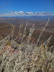 Artemisia mendozana