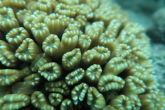 Caulastraea furcata