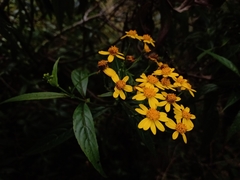 Tetrachyron manicatum