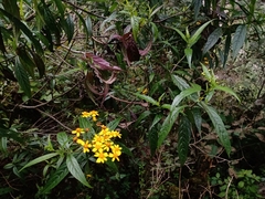 Tetrachyron manicatum