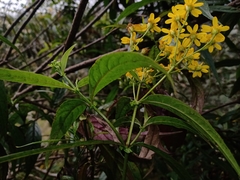 Tetrachyron manicatum