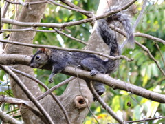 Sciurus colliaei