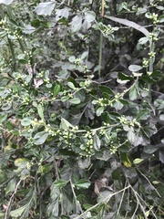 Baccharis glomeruliflora