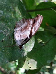 Catonephele acontius