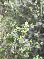Baccharis glomeruliflora