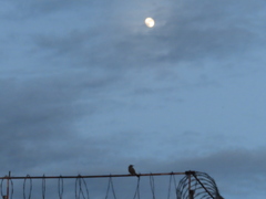 Toxostoma curvirostre