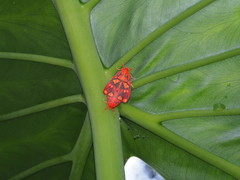 Matsumursine horishanella