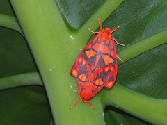 Matsumursine horishanella