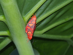 Matsumursine horishanella
