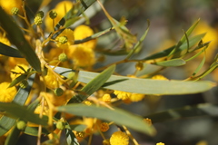 Acacia blakelyi