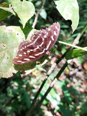 Catonephele acontius