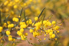 Acacia blakelyi