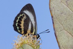 Nothodanis schaeffera