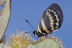 Nothodanis schaeffera