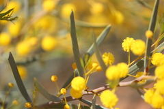 Acacia blakelyi