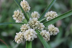 Cyperus luzulae