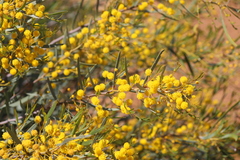 Acacia blakelyi