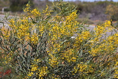 Acacia blakelyi