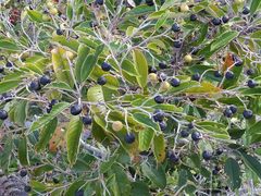 Alphitonia neocaledonica