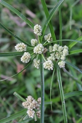 Cyperus luzulae