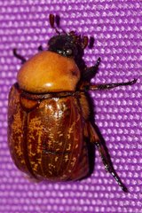 Parastasia percheroni