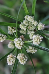 Cyperus luzulae