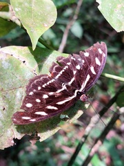 Catonephele acontius