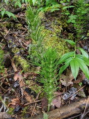Equisetum telmateia