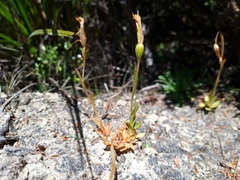 Pterostylis tasmanica