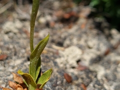 Pterostylis tasmanica