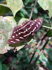 Catonephele acontius