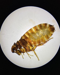 Pulicidae