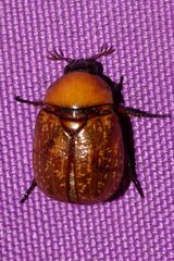 Parastasia percheroni