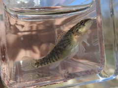 Etheostoma caeruleum
