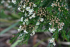 Sannantha pluriflora