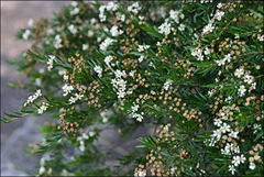 Sannantha pluriflora