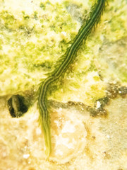 Eulalia