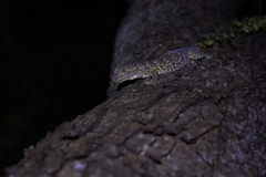 Gekko gecko