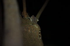 Gekko gecko