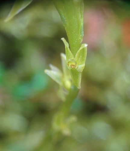 Malaxis paludosa iNat (3)