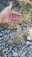 Panicum hallii hallii