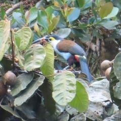 Andigena nigrirostris