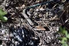Pholidoscelis auberi orlandoi