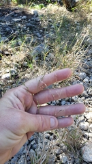 Panicum hallii hallii