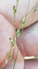 Panicum hallii hallii