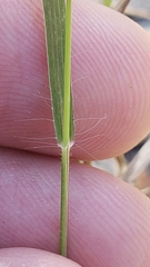 Panicum hallii hallii